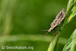 Foto: Aradus conspicuus (Rindenwanze)