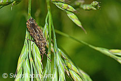 Foto: Aradus conspicuus (Rindenwanze)