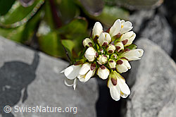 Bach-Gänsekresse (Arabis subcoriacea) (C193224)