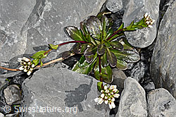 Bach-Gänsekresse (Arabis subcoriacea) (C193232)