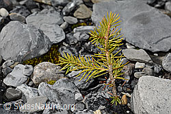 Gewöhnliche Fichte (Picea abies) (C193291)