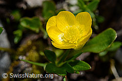 C193362: Berg-Hahnenfuss (Ranunculus montanus)