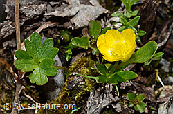 C193363: Berg-Hahnenfuss (Ranunculus montanus)