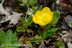 C193365: Berg-Hahnenfuss (Ranunculus montanus)