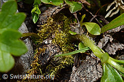 C193366: Berg-Hahnenfuss (Ranunculus montanus)