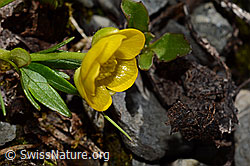C193367: Berg-Hahnenfuss (Ranunculus montanus)