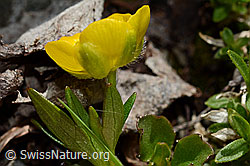 C193368: Berg-Hahnenfuss (Ranunculus montanus)