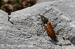 Ctenicera virens (C193404)