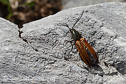 Ctenicera virens (C193405)