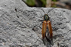 Ctenicera virens (C193408)