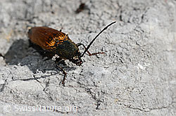 Ctenicera virens. Weibchen. (C193420)