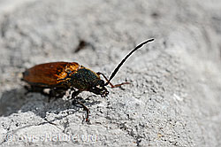 Ctenicera virens. Weibchen. (C193421)