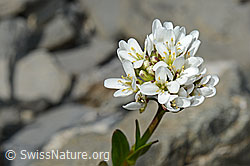 Arabis subcoriacea (06.2021, C193426)