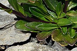 Arabis subcoriacea (C193427)