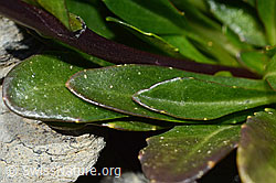 Arabis subcoriacea (C193428)