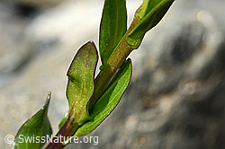 Arabis subcoriacea (C193430)