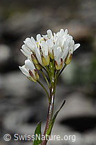 Arabis subcoriacea (C193431)