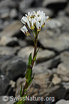 Arabis subcoriacea (C193432)