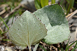 Petasites paradoxus (C193439)