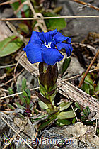 Gentiana verna (06.2021, C193525)