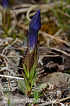 Gentiana verna (06.2021, C193528)