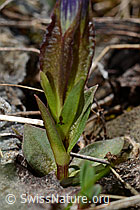 Gentiana verna (C193529)