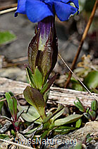 Gentiana verna (C193532)