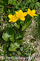 Sumpf-Dotterblume (Caltha palustris) (C193551)