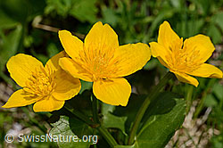 Sumpf-Dotterblume (Caltha palustris) (C193552)