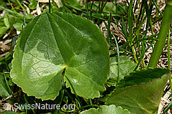 Sumpf-Dotterblume (Caltha palustris) (C193553)