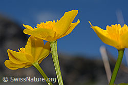 Sumpf-Dotterblume (Caltha palustris) (C193565)