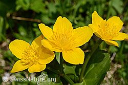 Sumpf-Dotterblume (Caltha palustris) (C193569)