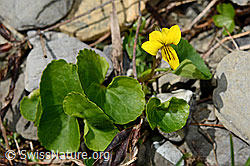 Gelbes Berg-Veilchen (Viola biflora) (C193586)