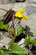 Gelbes Berg-Veilchen (Viola biflora) (C193591)