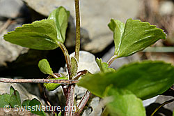 Gelbes Berg-Veilchen (Viola biflora) (C193594)