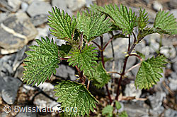 Kleine Brennnessel (Urtica urens) (C193605)