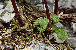 Kleine Brennnessel (Urtica urens) (C193607)