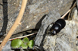 Grosser Dungkäfer (Aphodius fossor) (C193611)