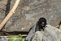 Grosser Dungkäfer (Aphodius fossor) (C193613)