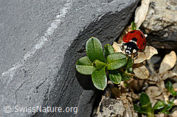 Coccinella septempunctata (06.2021, C193618)