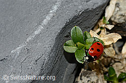 Siebenpunkt-Marienkäfer (Coccinella septempunctata) (C193619)