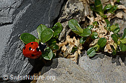 Coccinella septempunctata (06.2021, C193621)