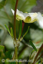 Alpen-Hahnenfuss (Ranunculus alpestris) (C193659)