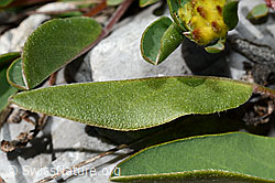 Alpen-Wundklee (Anthyllis vulneraria ssp. alpestris) (C193666)