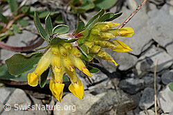 Alpen-Wundklee (Anthyllis vulneraria ssp. alpestris) (C193667)