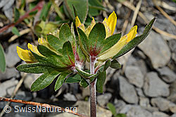 Alpen-Wundklee (Anthyllis vulneraria ssp. alpestris) (C193669)