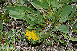 Alpen-Wundklee (Anthyllis vulneraria ssp. alpestris) (C193671)