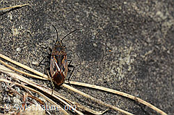 Foto: Rhyparochromus pini (Wanze)