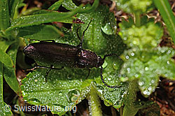 Metallglänzender Rindenschnellkäfer (Ctenicera pectinicornis) (C193874)