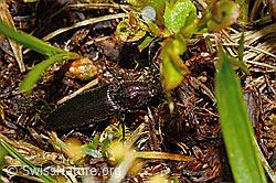 Metallglänzender Rindenschnellkäfer (Ctenicera pectinicornis) (C193875)
